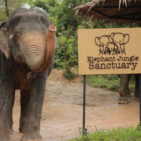 ELEPHANT JUNGLE SANCTUARY PHUKET WITH TICKET PRIVATE PICKUP AND DROP PHUKET HOTEL